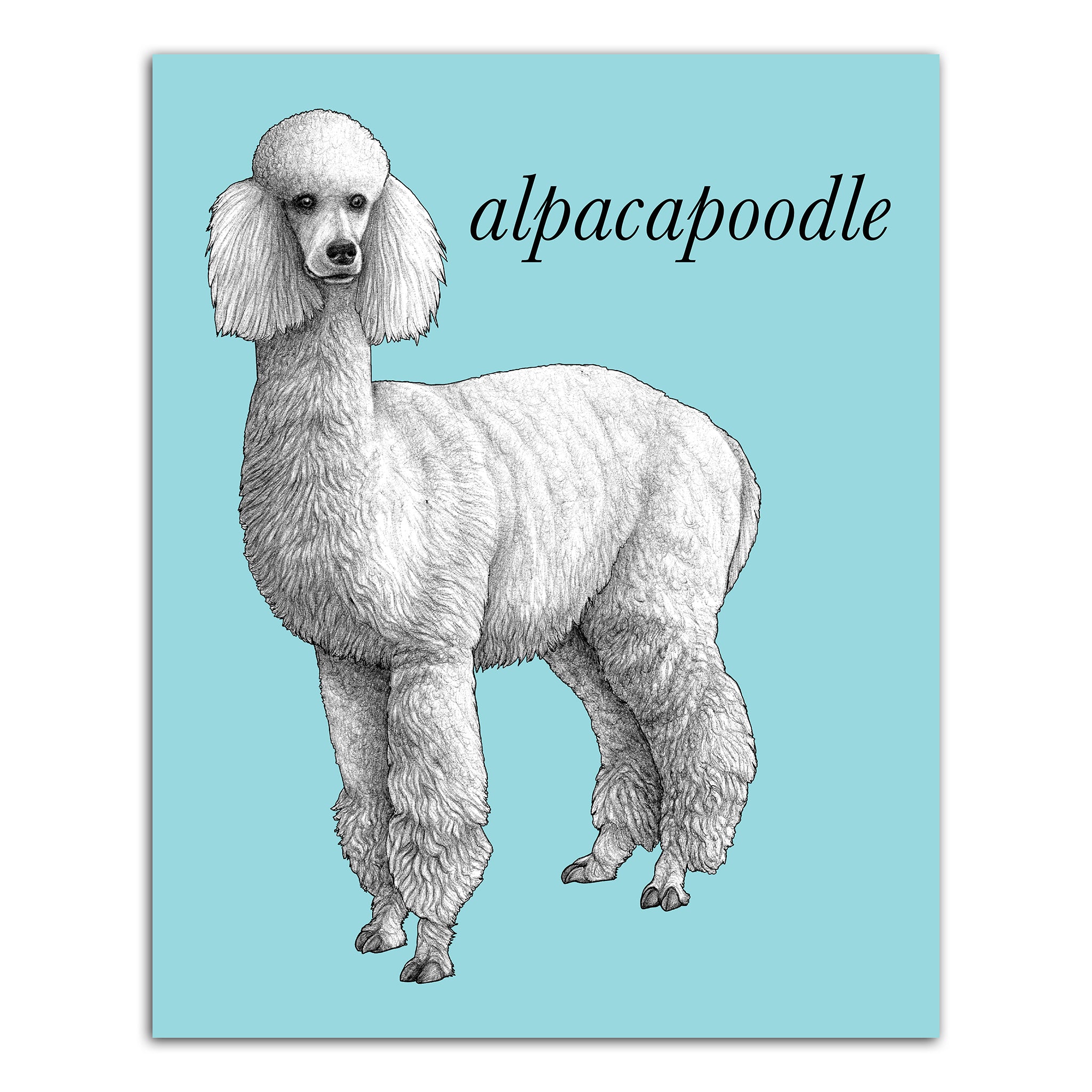 Alpacapoodle | Alpaca + Poodle Hybrid Animal | 8x10" Color Print