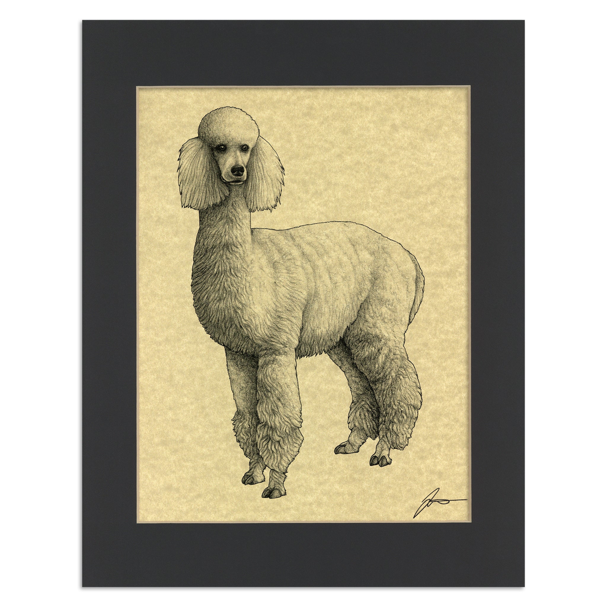 Alpacapoodle | Alpaca + Poodle Hybrid Animal | 11x14" Parchment Print