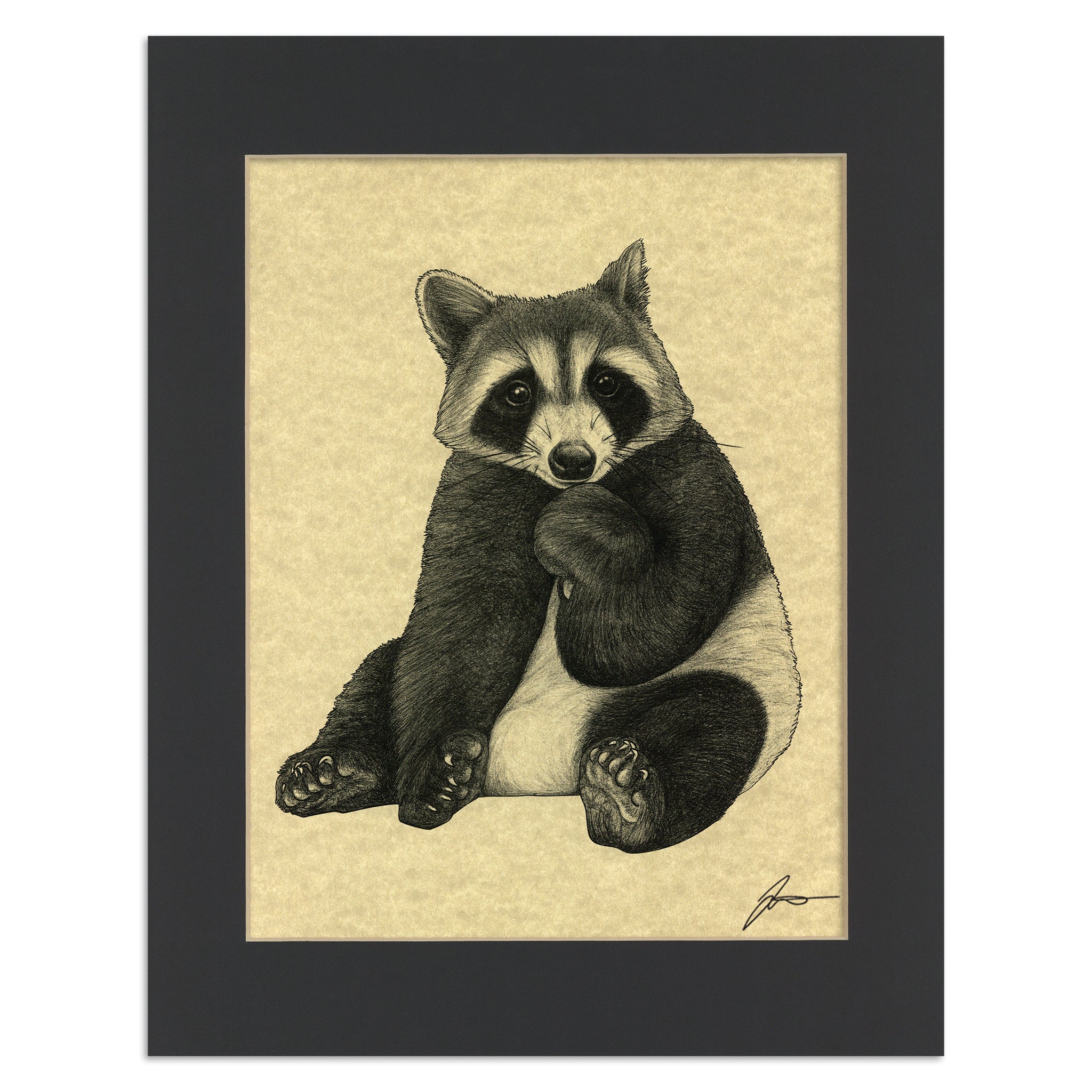 Pandacoon | Panda + Raccoon Hybrid Animal | 11x14" Parchment Print