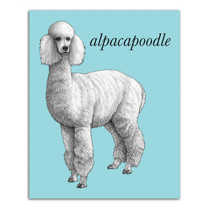Alpacapoodle 8x10